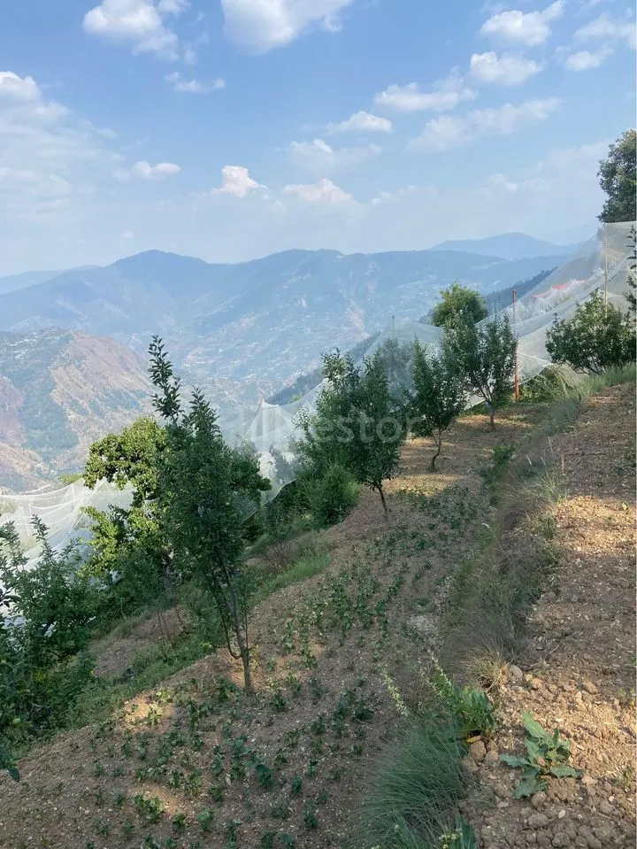 36,700 sq. yd. Commercial Land near Shillaru, Theog