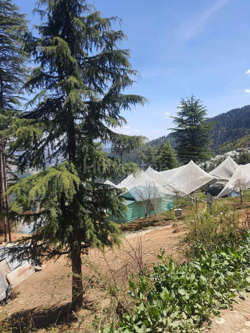 910 sq. yd. Residential Land near Kufri Chail Road in Kufri