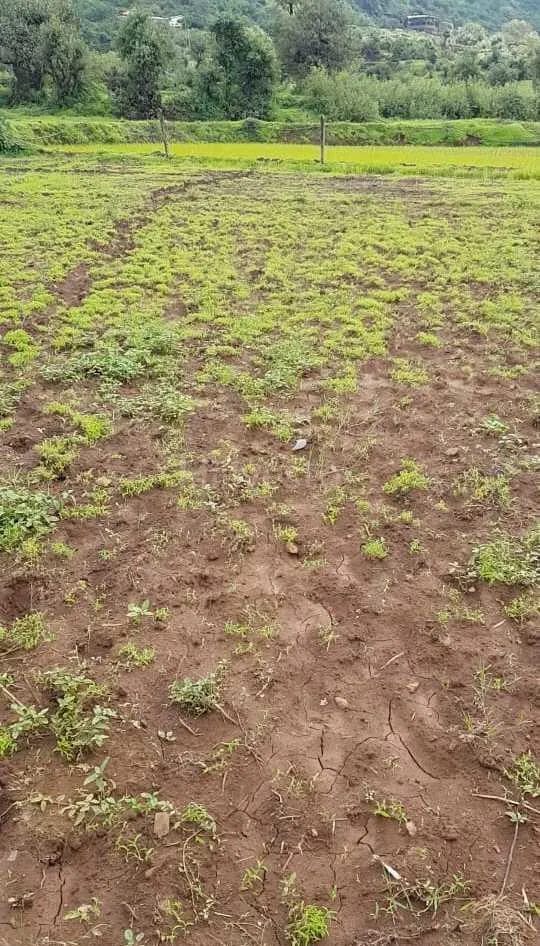 725 sq. yd. Residential Plot near Tapola Road, Tapola, Mahabaleshwar