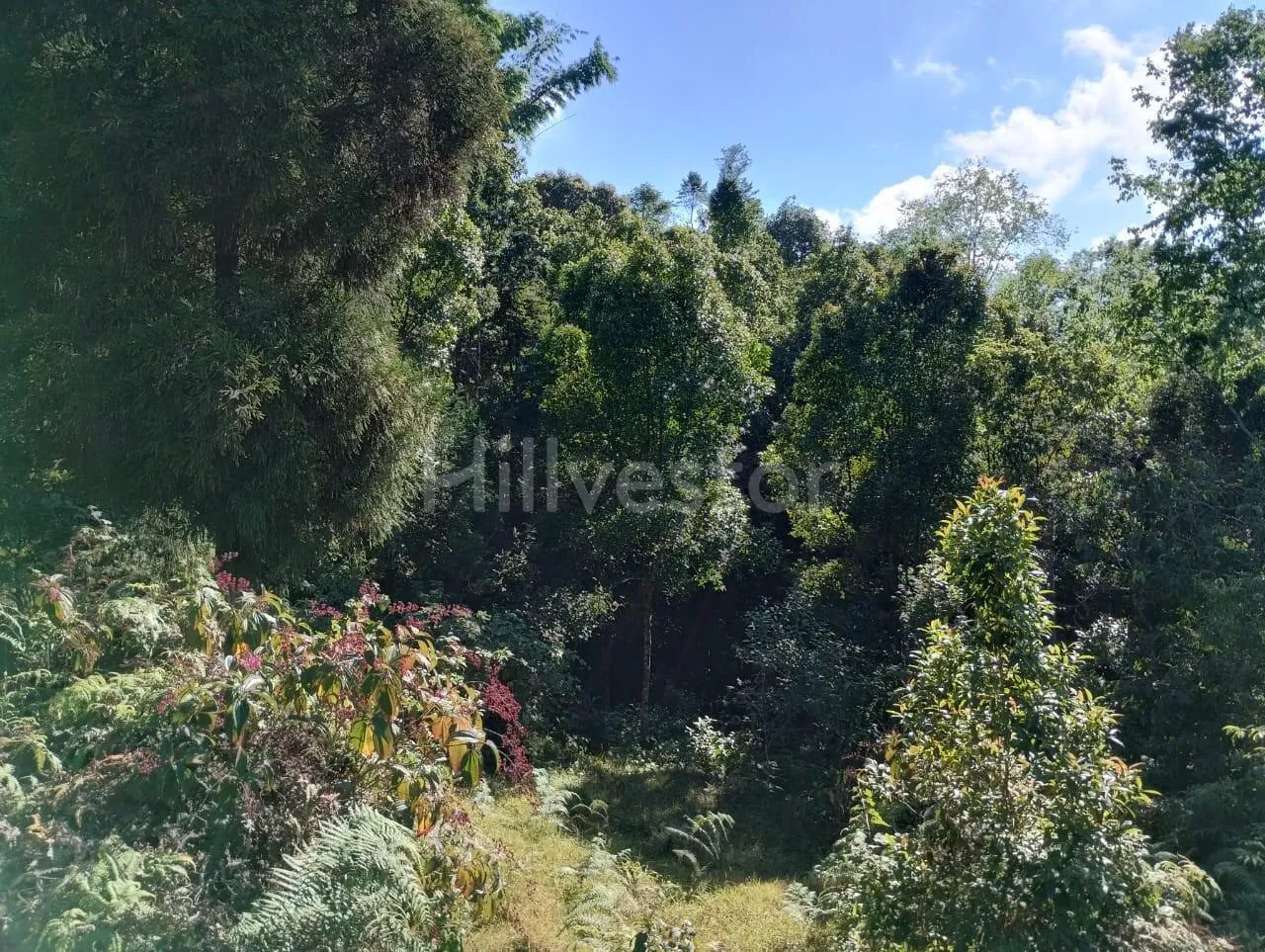 485 sq. yd. Residential Plot near Ahaldara View Point, Sittong, Kurseong