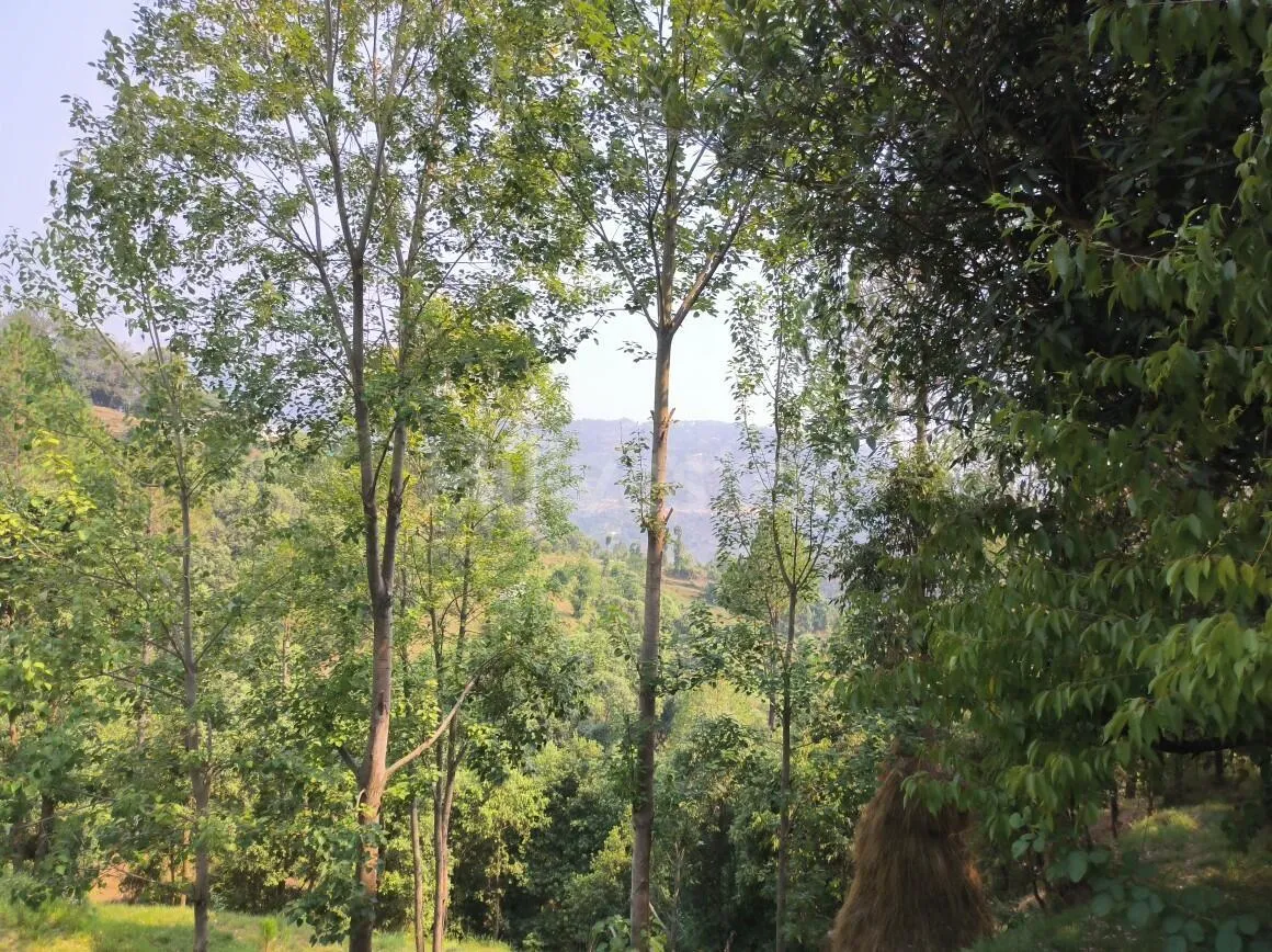 1,200 sq. yd. Residential Land near Kasiyalekh in Chaukhuta, Mukteshwar