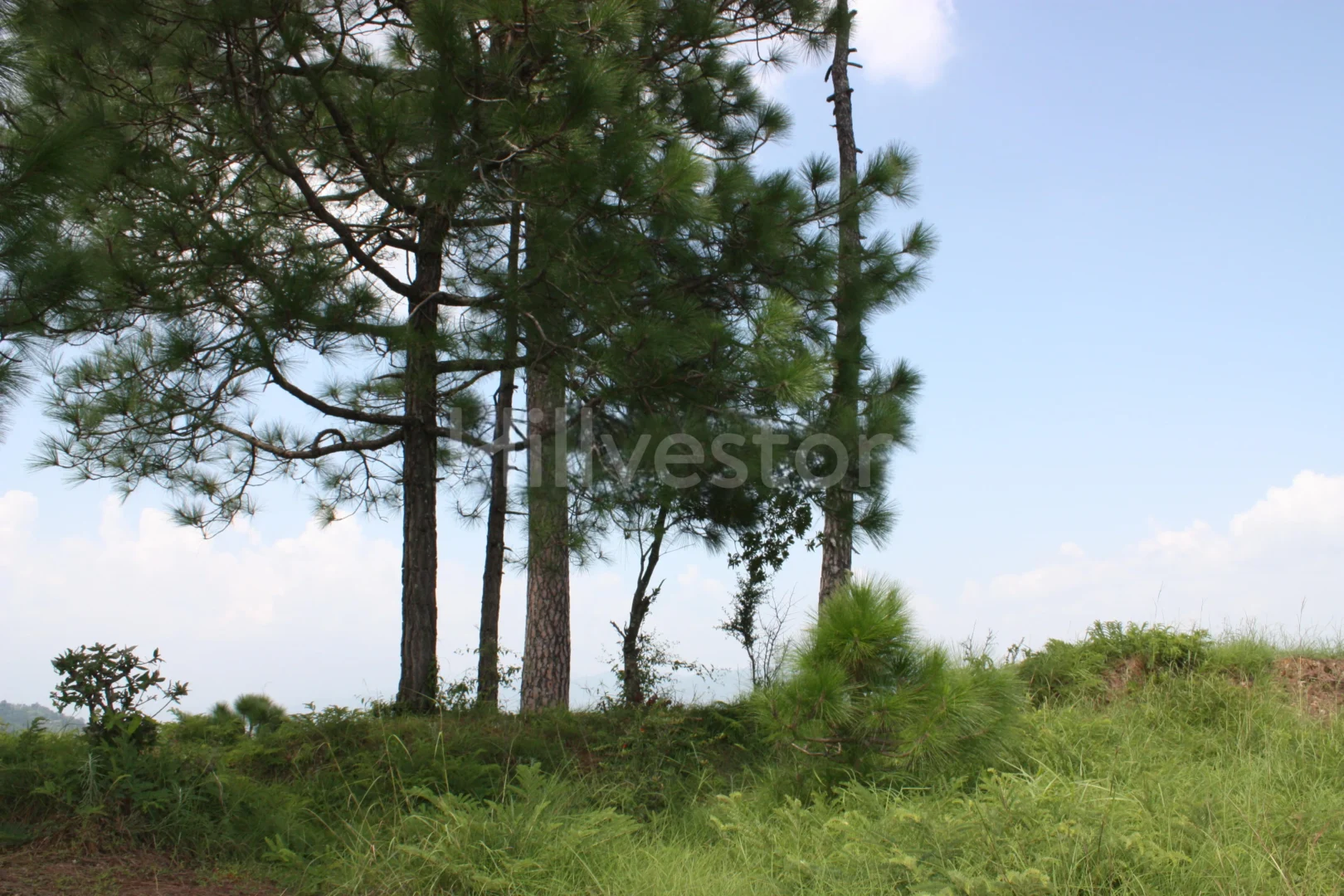 2,800 sq. yd. Residential Land near Army Golf Club in Majkhali, Ranikhet