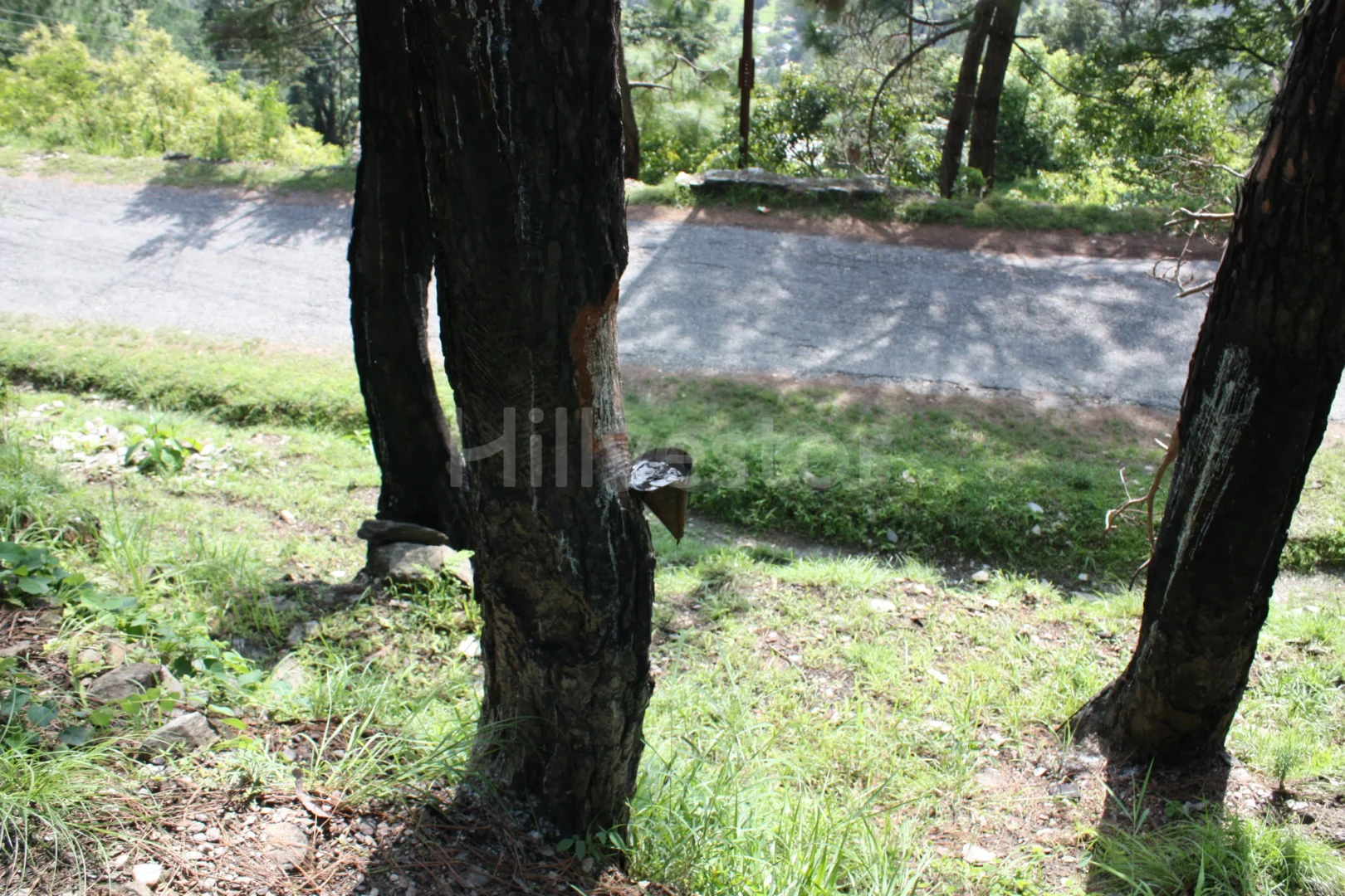 2,800 sq. yd. Residential Land near Army Golf Club in Majkhali, Ranikhet