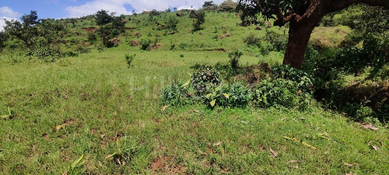 5,200 sq. yd. Commercial Land near Bhilar Village, Mahabaleshwar