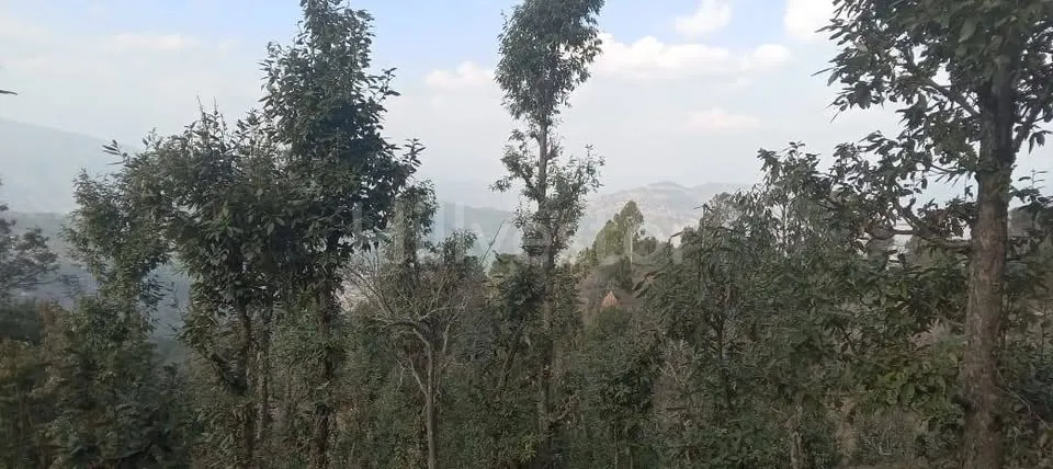 1,200 sq. yd. Residential Land near Seetla, Mukteshwar