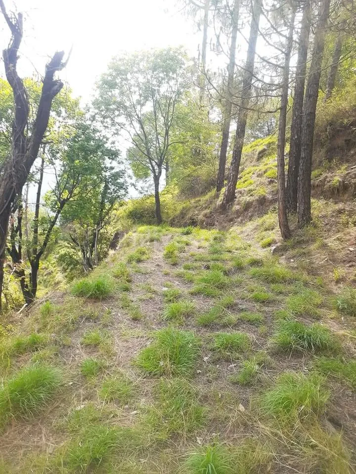 1,936 sq. yd. Residential Land in Lower Khalini, Khalini, Shimla