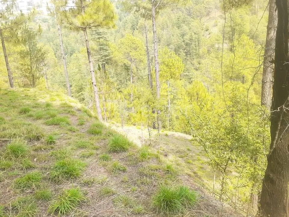 1,936 sq. yd. Residential Land in Lower Khalini, Khalini, Shimla