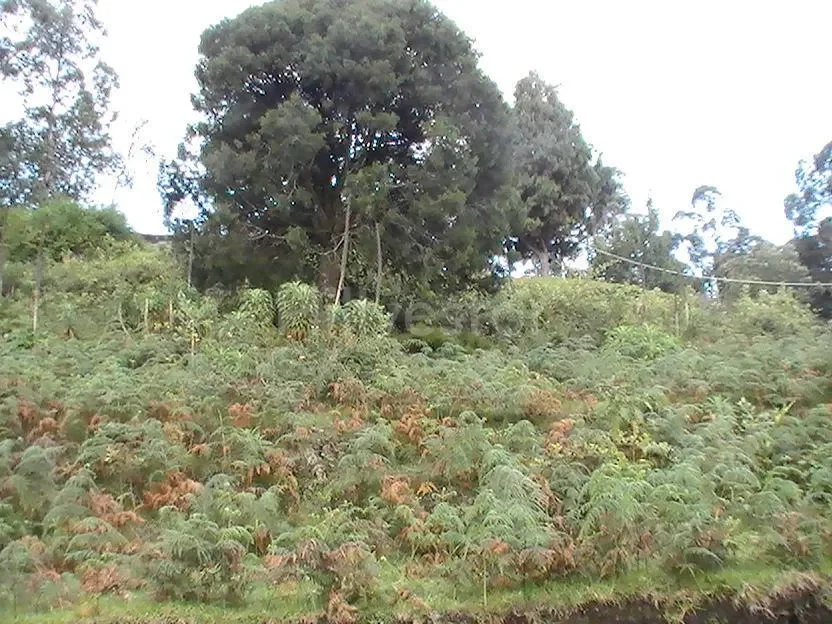 1,210 sq. yd. Residential Land near Hindustan Unilever Limited, Kodaikanal