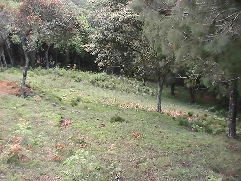 1,210 sq. yd. Residential Land near Hindustan Unilever Limited, Kodaikanal