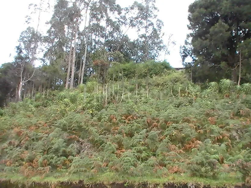 1,210 sq. yd. Residential Land near Hindustan Unilever Limited, Kodaikanal