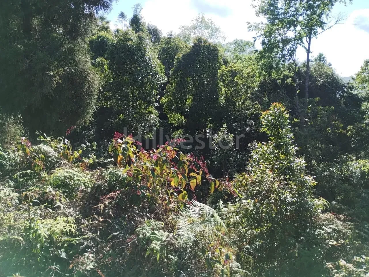 130 sq. yd. Residential Plot near Ahaldara View Point, Sittong, Kurseong