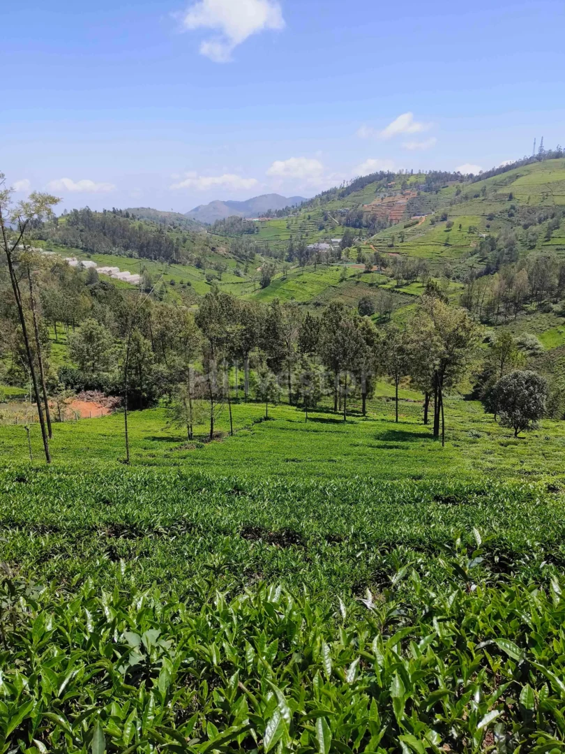 1,936 sq. yd. Residential Land near Ooty Kotagiri Highway, Kotagiri