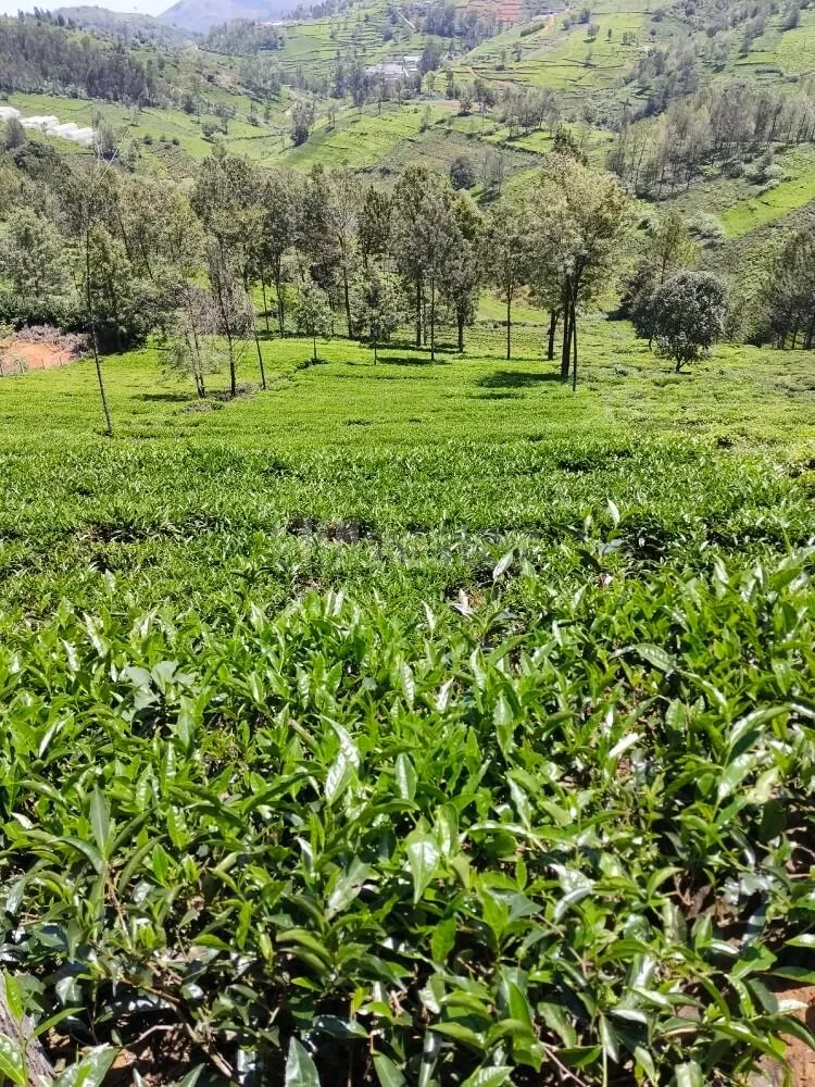 1,936 sq. yd. Residential Land near Ooty Kotagiri Highway, Kotagiri