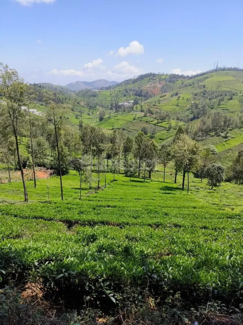 1,936 sq. yd. Residential Land near Ooty Kotagiri Highway, Kotagiri