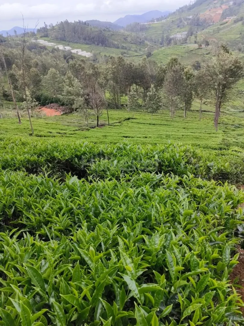 1,936 sq. yd. Residential Land near Ooty Kotagiri Highway, Kotagiri
