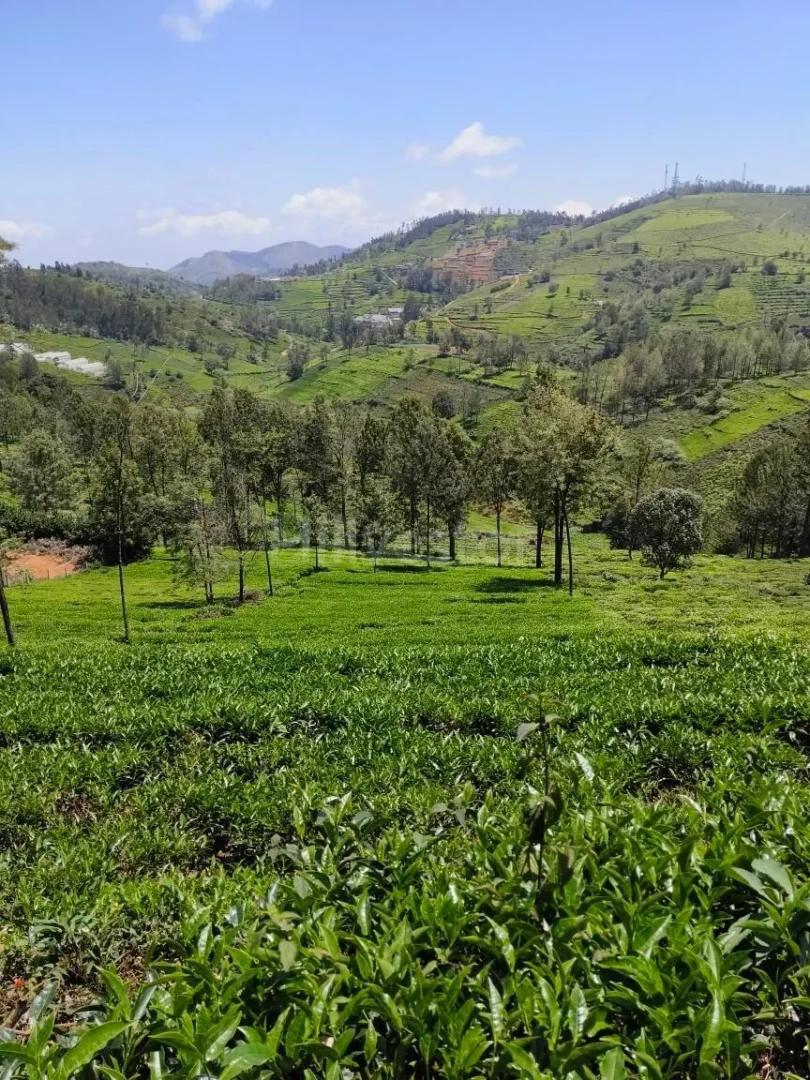 1,936 sq. yd. Residential Land near Ooty Kotagiri Highway, Kotagiri