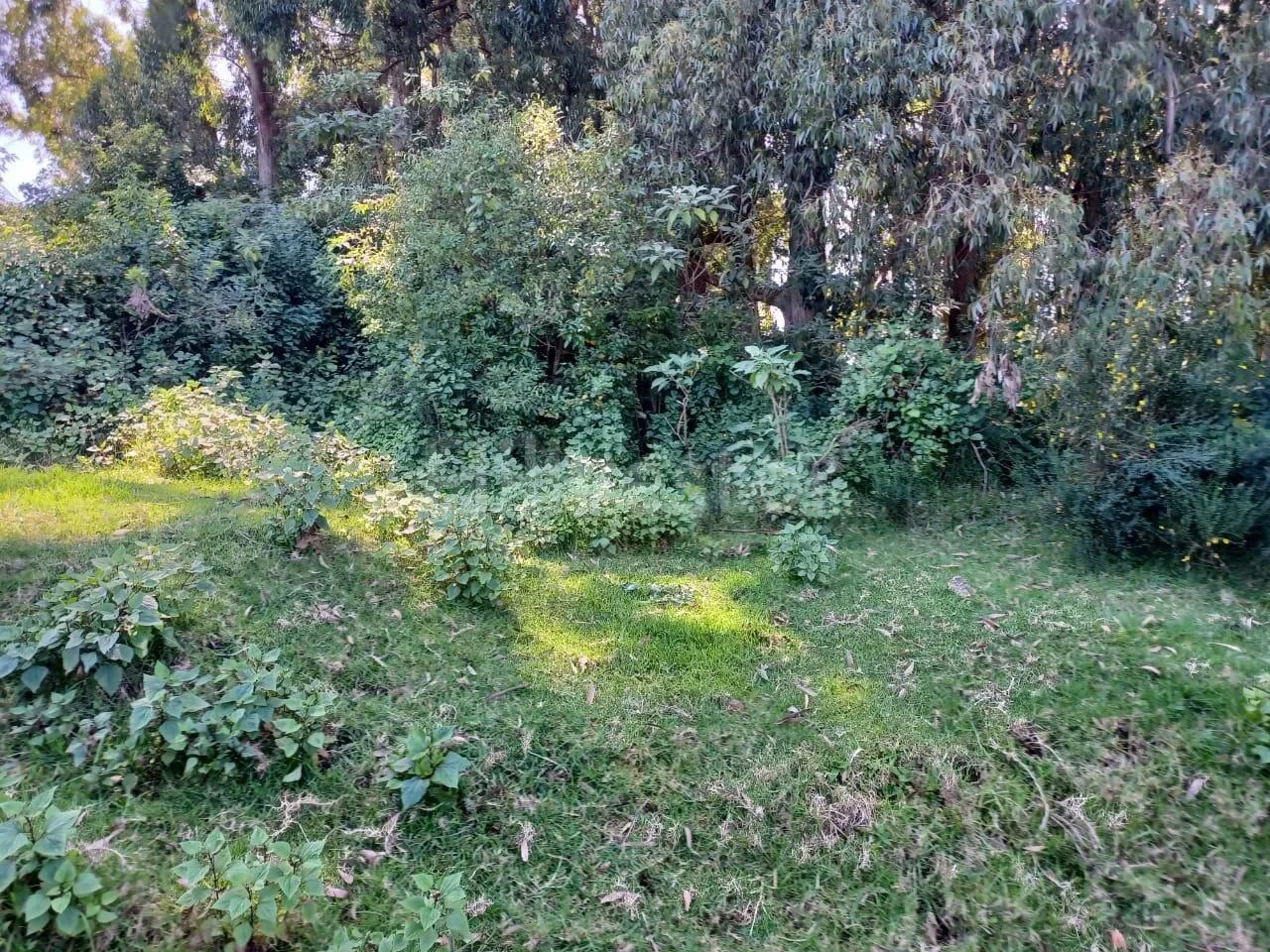 484 sq. yd. Residential Plot in Lovedale, Ooty