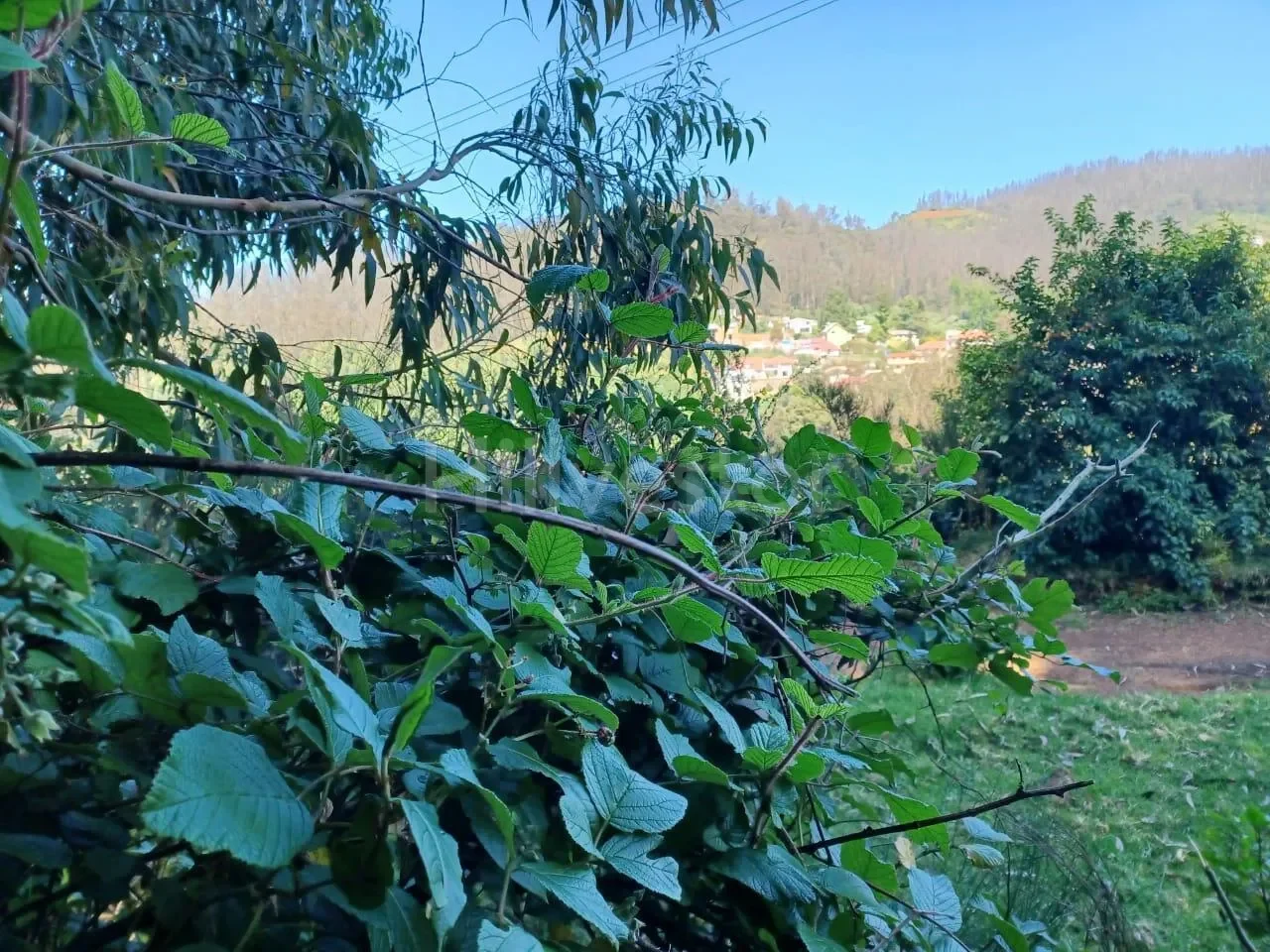 484 sq. yd. Residential Plot in Lovedale, Ooty