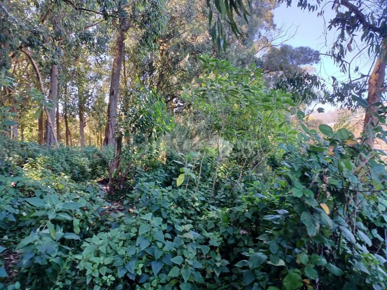 484 sq. yd. Residential Plot in Lovedale, Ooty