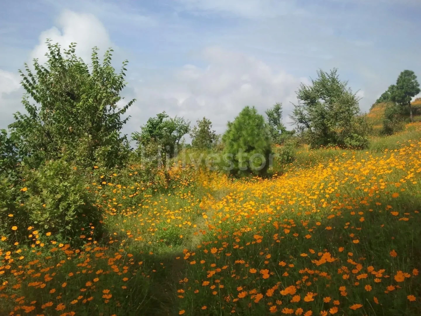 586 sq. yd. Residential Land near Kasang Regency Hill Resort, Lansdowne