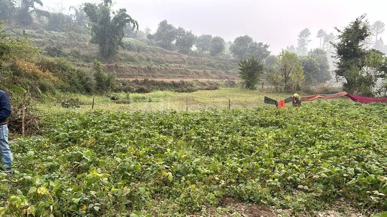 240 sq. yd. Residential Plot near Hanuman Mandir, Naukuchiatal