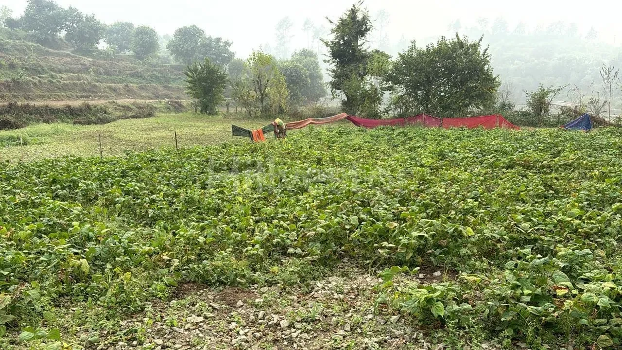 240 sq. yd. Residential Plot near Hanuman Mandir, Naukuchiatal