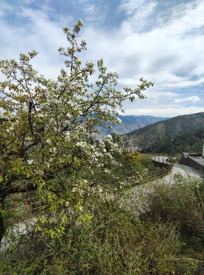 356 sq. yd. Residential Plot near Landour, Mussoorie