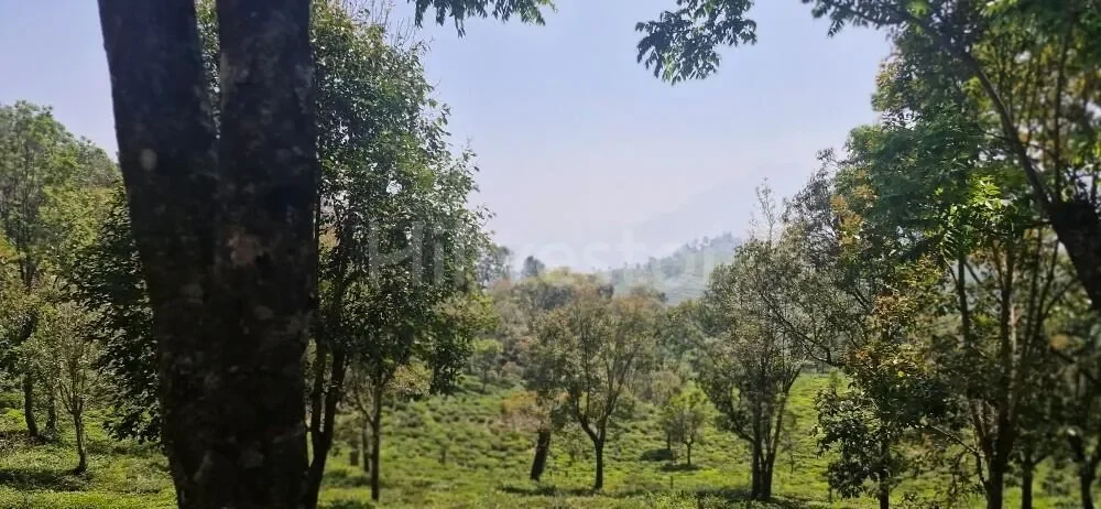 1,017 sq. yd. Residential Land near John Sullivan Memorial, Kotagiri