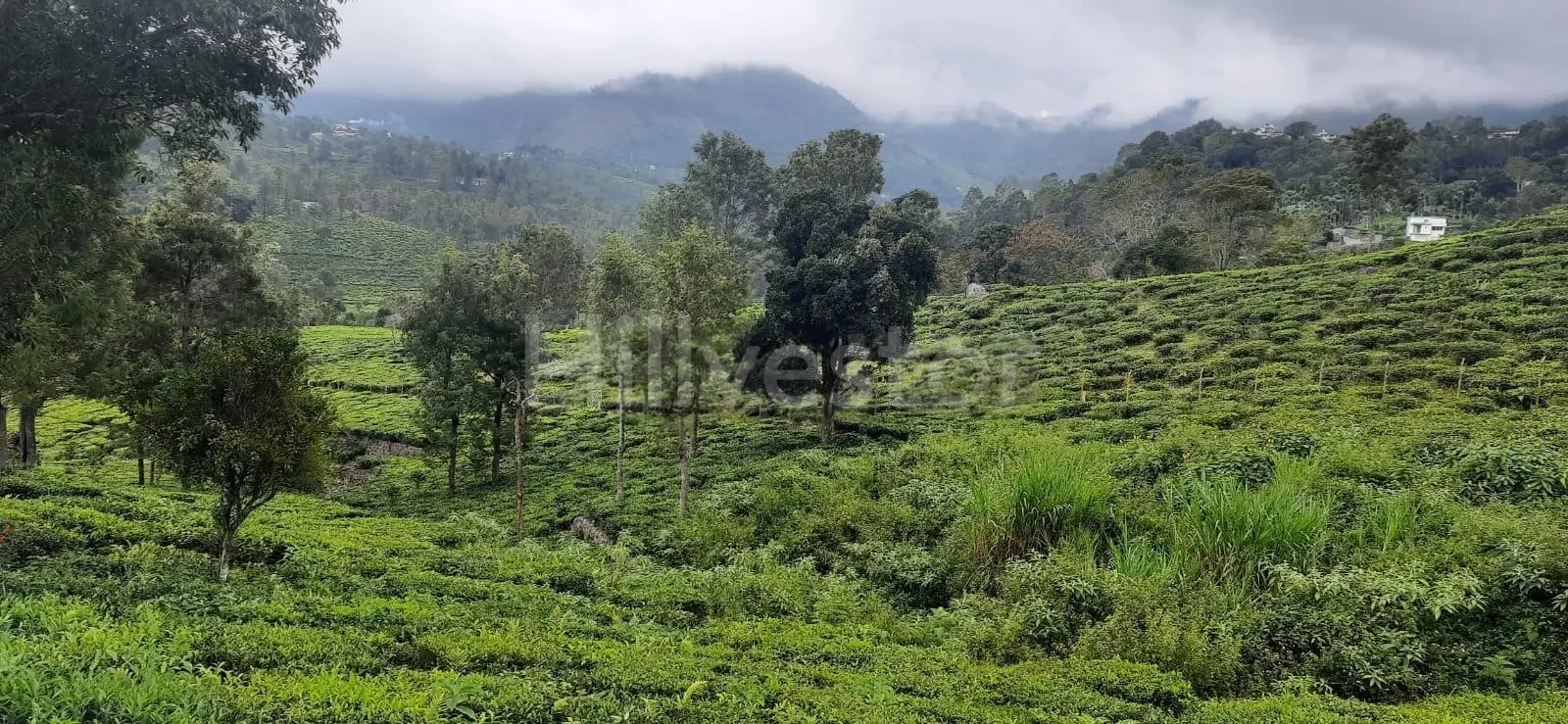 1,017 sq. yd. Residential Land near John Sullivan Memorial, Kotagiri