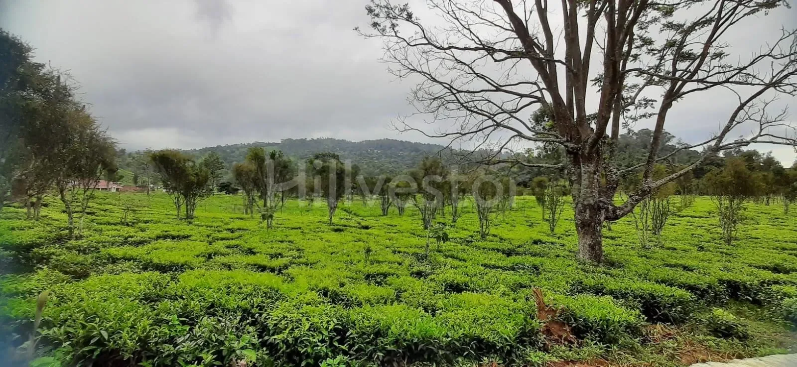 1,017 sq. yd. Residential Land near John Sullivan Memorial, Kotagiri