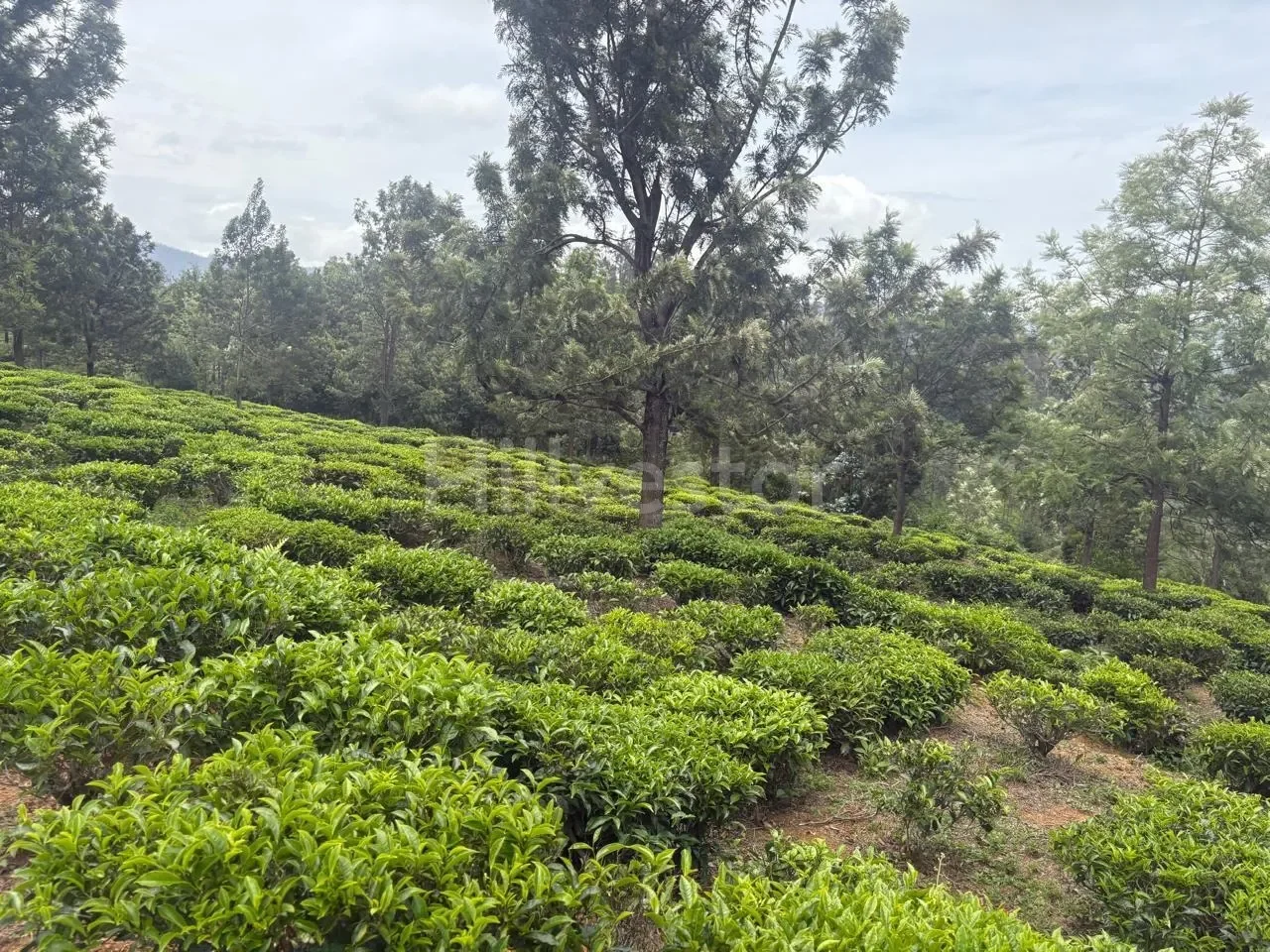 25,943 sq. yd. Residential Land near Hubbathala, Coonoor