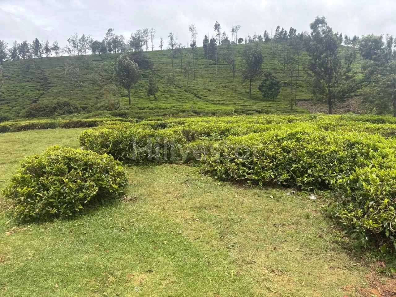25,943 sq. yd. Residential Land near Hubbathala, Coonoor