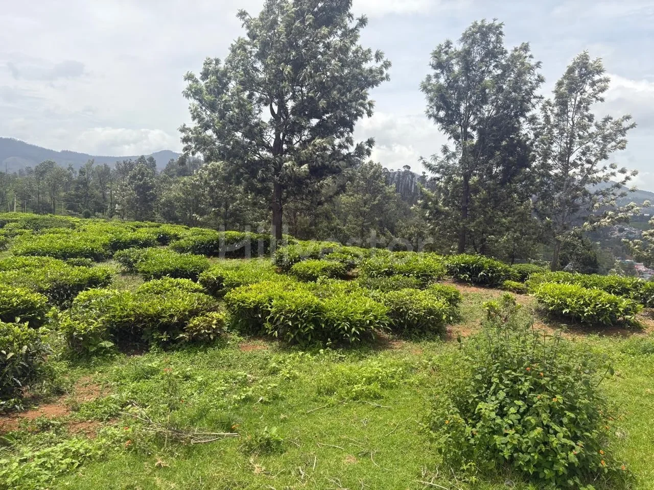25,943 sq. yd. Residential Land near Hubbathala, Coonoor