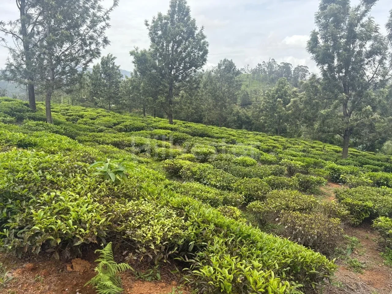 25,943 sq. yd. Residential Land near Hubbathala, Coonoor
