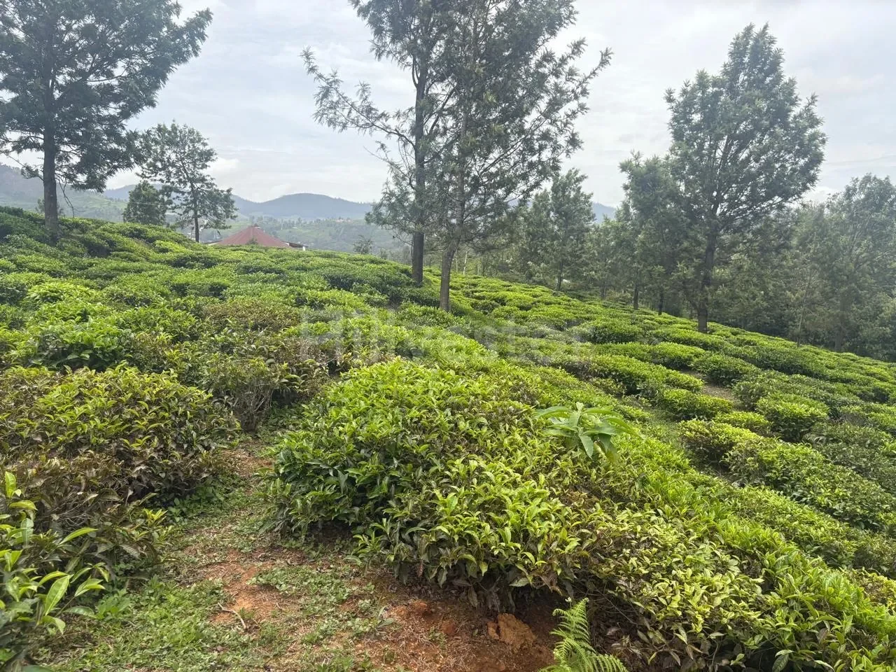 25,943 sq. yd. Residential Land near Hubbathala, Coonoor