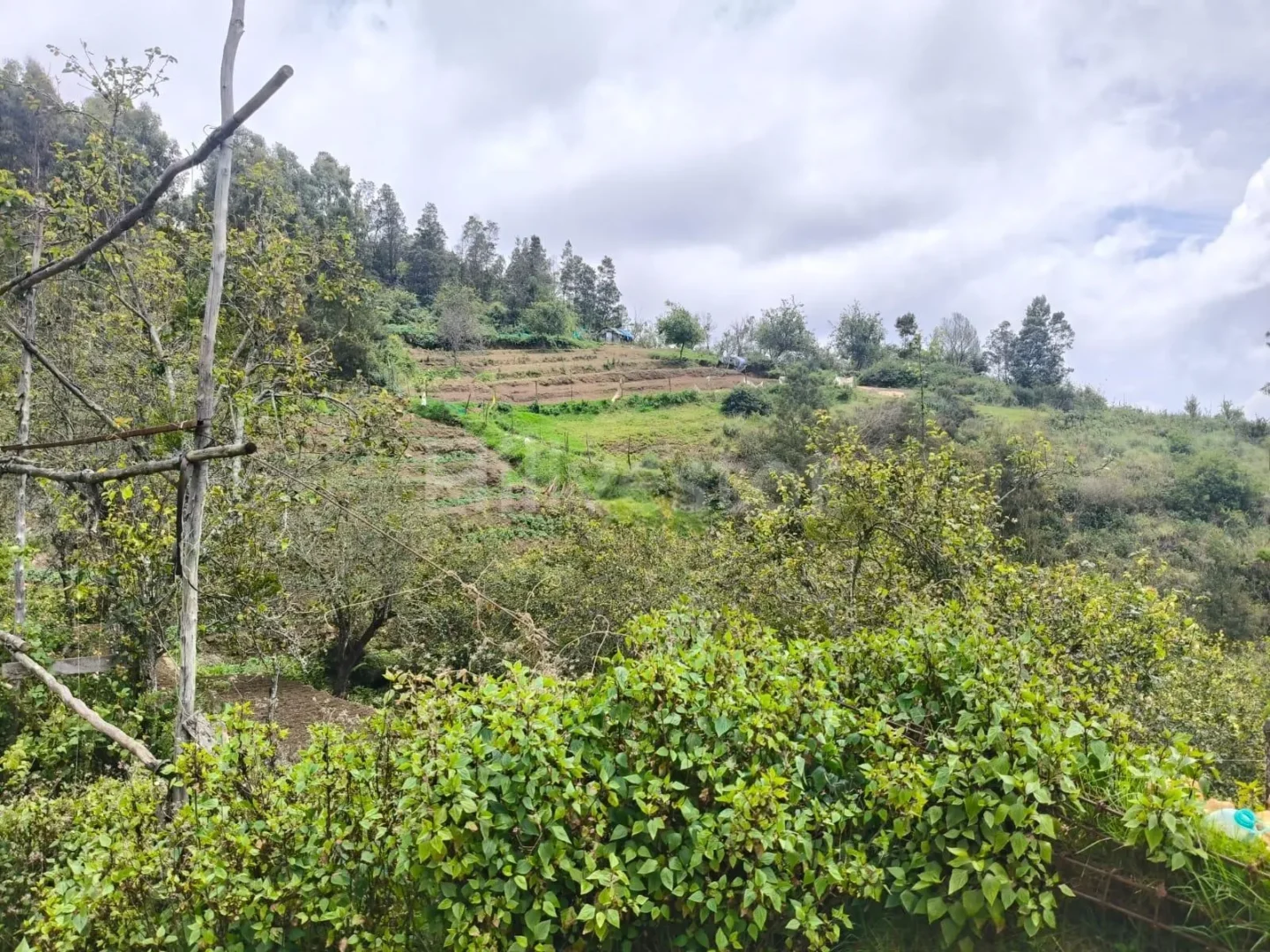 267 sq. yd. Residential Plot near Kurinji Andavar Temple, Vilpatti, Kodaikanal