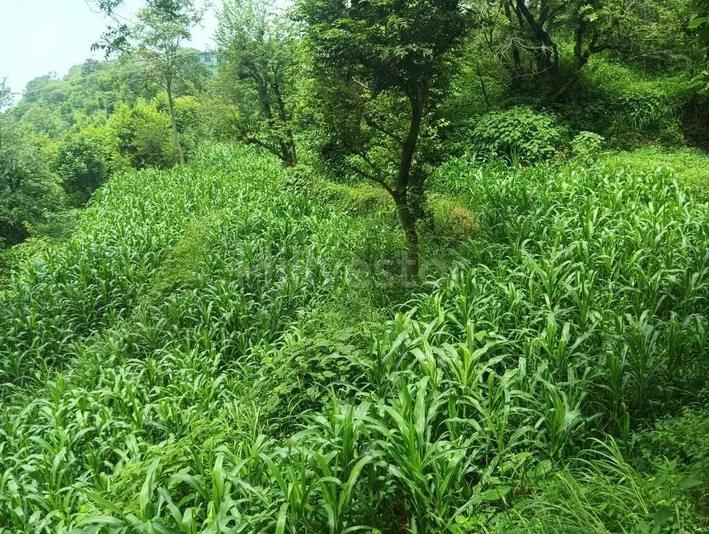 3,388 sq. yd. Residential Land near Jagjit Nagar Road, Kasauli