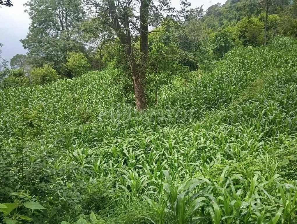 3,388 sq. yd. Residential Land near Jagjit Nagar Road, Kasauli