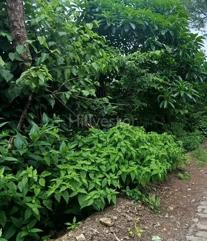 3,388 sq. yd. Residential Land near Jagjit Nagar Road, Kasauli