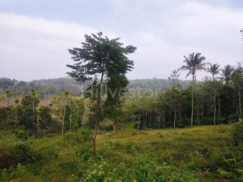 4,840 sq. yd. Residential Land in Dasanakkara, Mananthavady